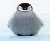 Debeli pingvin